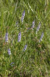 Narrowleaf vervain